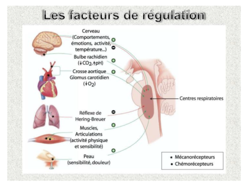 La Respiration pour tous.034