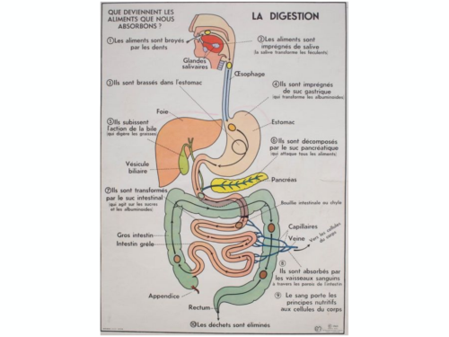 digestion10